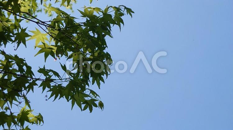 新緑 風景,山,春の写真素材