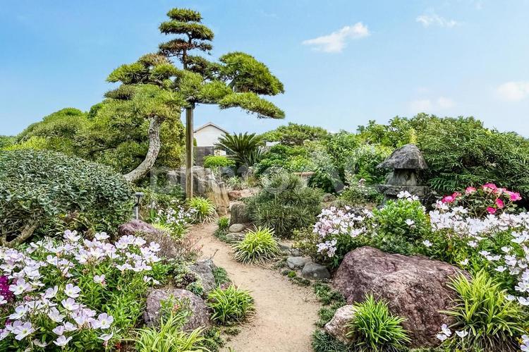 緑あふれる初夏の庭に植えられた花や木々 庭,松の木,庭石の写真素材