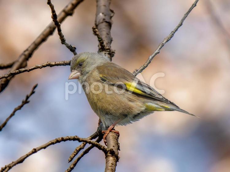 枝にとまるカワラヒワ カワラヒワ,野鳥,鳥の写真素材