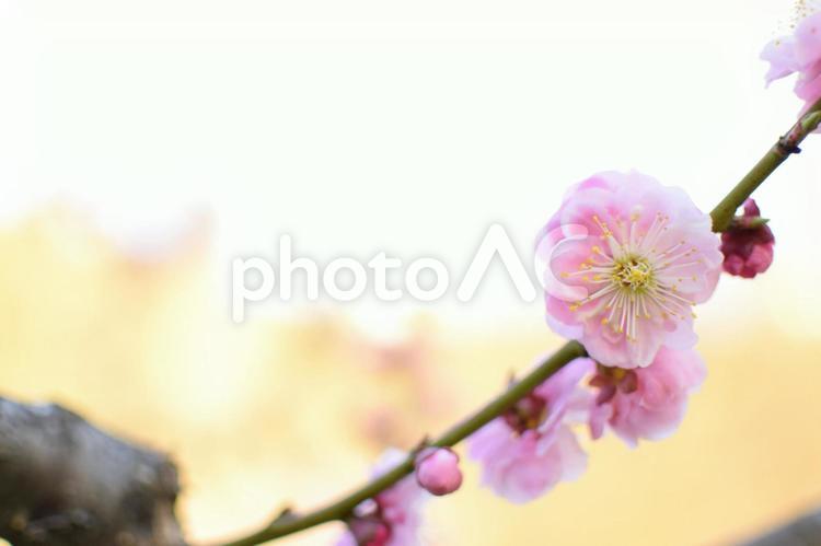 令和初の梅花 梅,梅の花,梅の木の写真素材