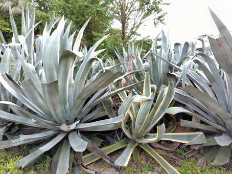 大きな植物 大きな植物 大きな植物,植物,緑の写真素材