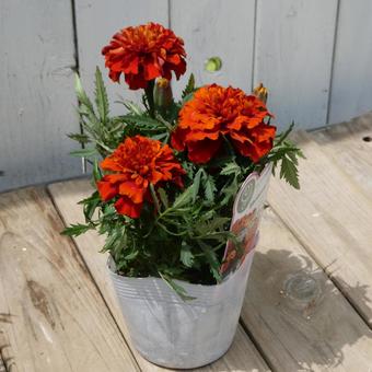 Marigold Fireball flower seedlings, JPG