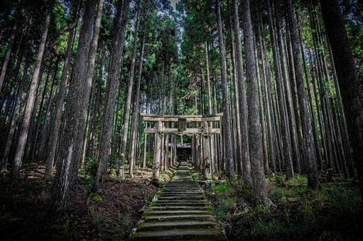 京都　賀茂神社の風景 京都,京都府,京都市の写真素材