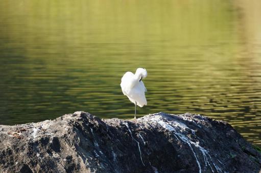 コサギ コサギ,野鳥,観察の写真素材