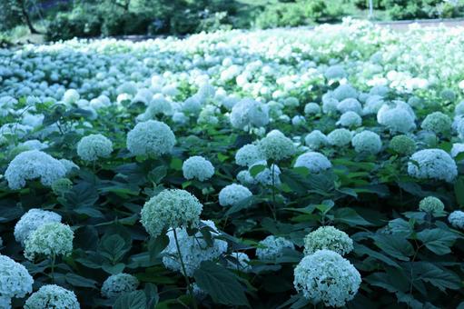 アナベルの絨毯 アナベルの絨毯 アナベル,アジサイ,群生の写真素材