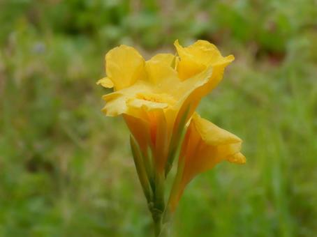【花の写真】カンナ(美人蕉) 【花の写真】カンナ(美人蕉) カンナ,植物,自然の写真素材