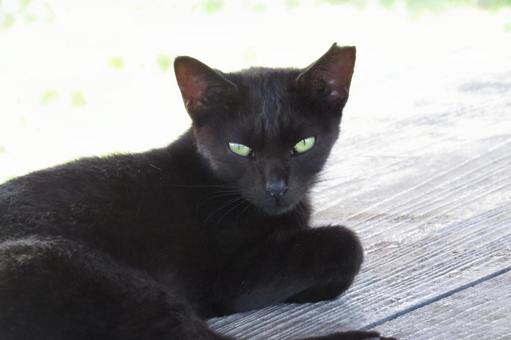 公園ネコ　沖縄県　那覇市　クロネコの写真