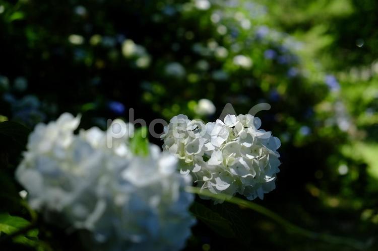 梅雨の晴れ間_輝くアジサイ 紫陽花,アジサイ,花の写真素材