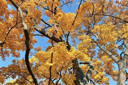 紅葉 札幌 中島公園11 紅葉,池,風景の写真素材