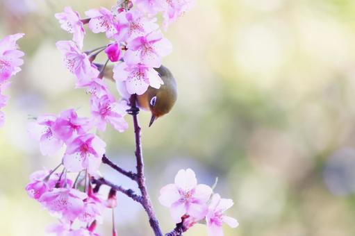 満開の河津桜と可愛いメジロの写真