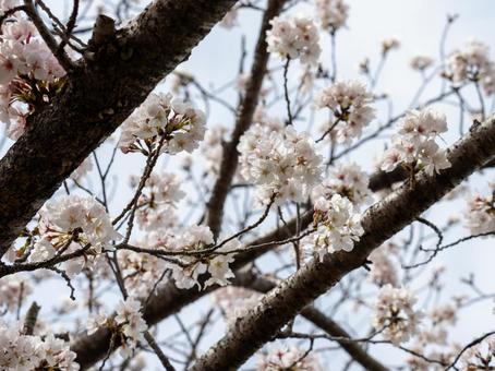 桜 桜の写真