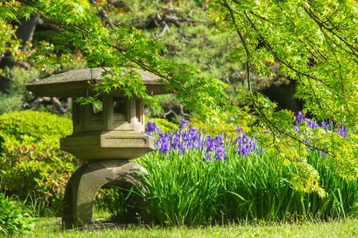 六義園 青紅葉・石灯篭・花菖蒲のある風景 六義園,風景,青もみじの写真素材