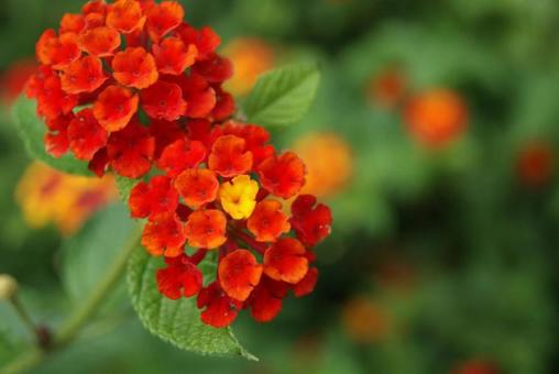 Lantana red flowers, ranna, red, orange, JPG