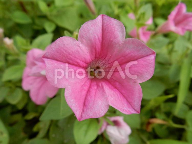 【花の写真】ペチュニア（衝羽根朝顔） ペチュニア,衝羽根朝顔,ツクバネアサガオの写真素材
