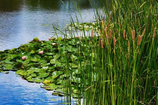 ヒメガマ ヒメガマ ヒメガマ,池,抽水植物の写真素材
