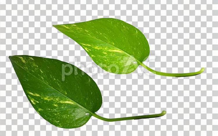 【PSD切り抜き】初夏の新緑の葉セット 新緑,葉,緑の写真素材