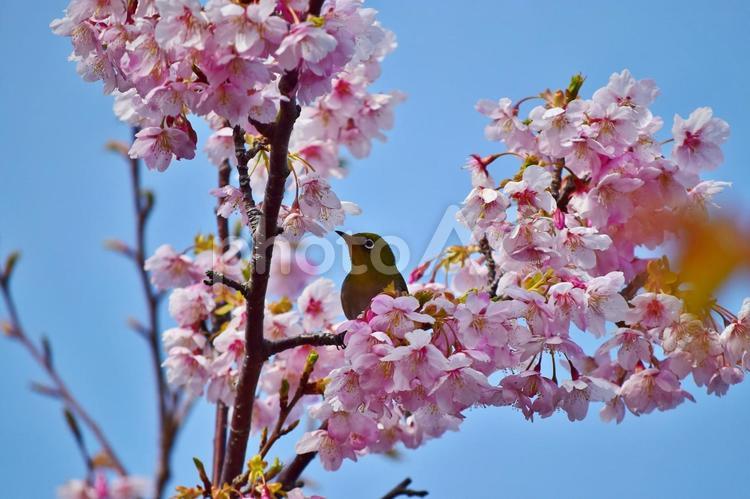 ＜春のイメージ＞河津桜とメジロ 河津桜,頼朝桜,桜の写真素材
