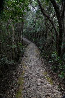 森の道 森,林,木の写真素材