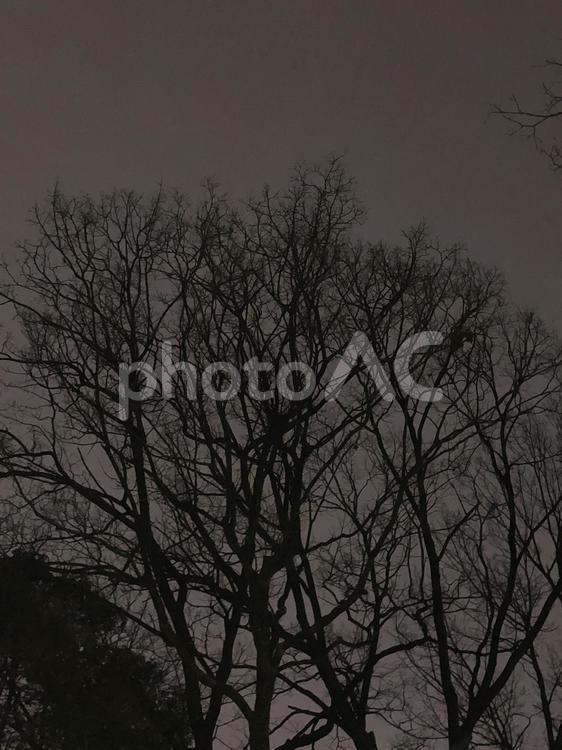 夜の木 木,シルエットで映す,霧の写真素材