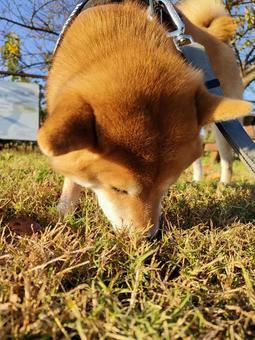 くん活中の柴犬です! くん活中の柴犬です! 犬,シバ,柴犬の写真素材