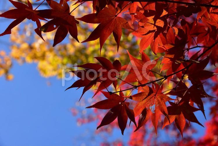 晩秋の昭和記念公園(モミジの紅葉)2 モミジ,もみじ,紅葉の写真素材