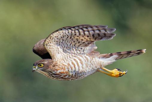 獲物に向かって飛ぶツミ ツミ,雀鷹,幼鳥の写真素材