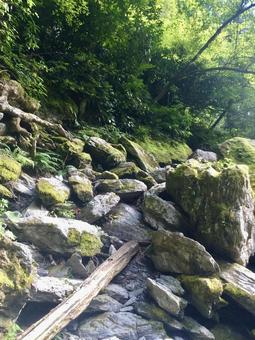 岩場と木 岩場,木,森の写真素材