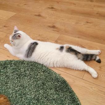 伸びた猫 猫,伸び,ねこの写真素材