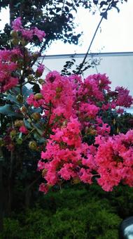 秋花 秋花の写真