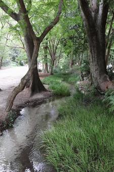 賀茂御祖神社(下鴨神社)糺の森瀬見の小川 賀茂御祖神社(下鴨神社)糺の森瀬見の小川 賀茂御祖神社,下鴨神社,瀬見の小川の写真素材