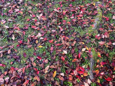 秋の風景の写真