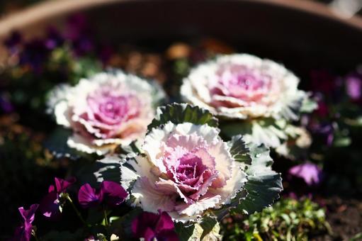 ハボタン ハボタン,冬の花壇,園芸植物の写真素材