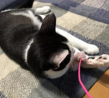 おもちゃで遊ぶ猫 ねこ,ペット,かわいいの写真素材