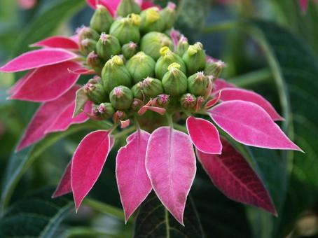 ポインセチア　クローズアップ ポインセチア,観葉植物,コントラストの写真素材