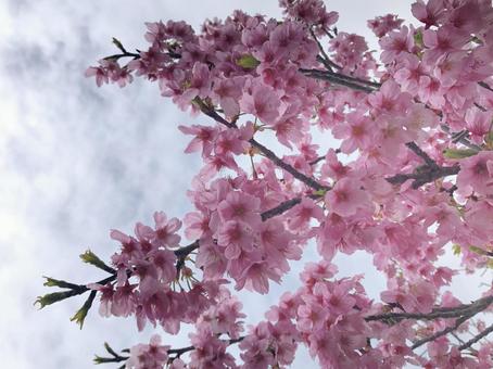 桜とそら 桜とそらの写真