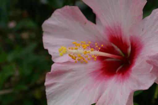 hibiscus, JPG