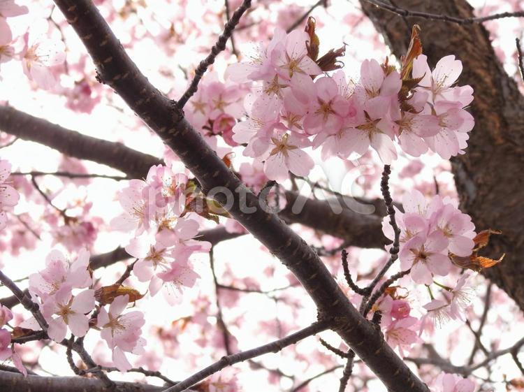 春　の　桜　木 さくら,桜,サクラの写真素材