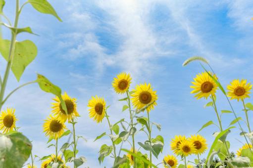 夏空に映えるひまわりとエノコログサ 夏空に映えるひまわりとエノコログサ 向日葵,花,花びらの写真素材