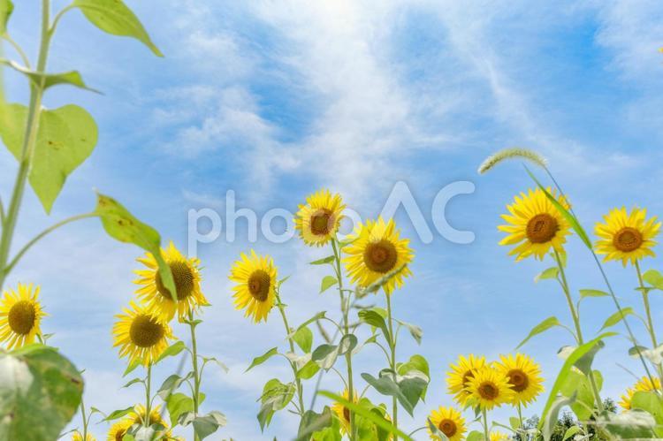 夏空に映えるひまわりとエノコログサ 向日葵,花,花びらの写真素材