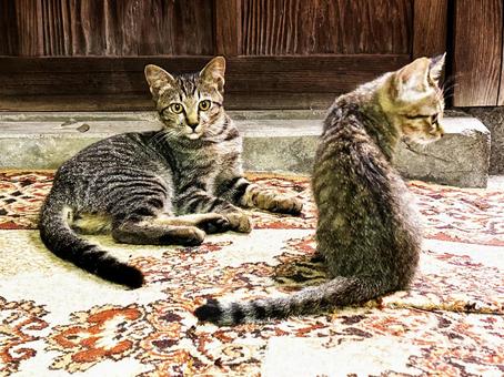 サバトラ猫の親子 サバトラ猫の親子の写真