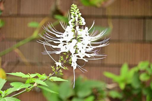 秋の山下公園花壇 はなやか,花,山下公園の写真素材