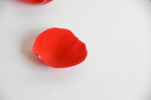 薔薇の花びら 薔薇の花びら 花びら,花,バラの写真素材