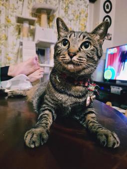 猫 びびり 猫 びびり 生き物,動物,ペットの写真素材