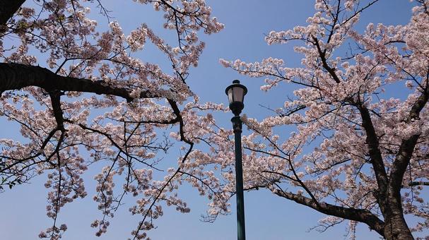 桜と外灯 桜,外灯,ピンクの写真素材