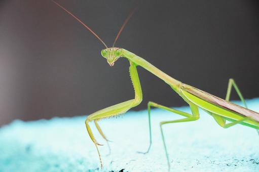 カマキリの写真
