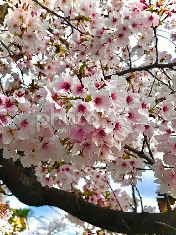 桜 さくら,サクラ,春の写真素材