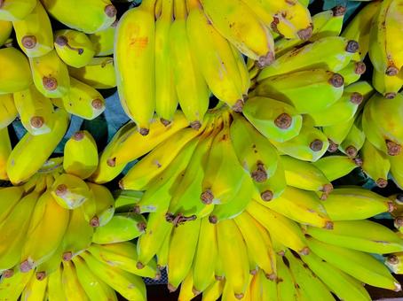 モンキーバナナ モンキー,バナナ,セニョリータバナナの写真素材