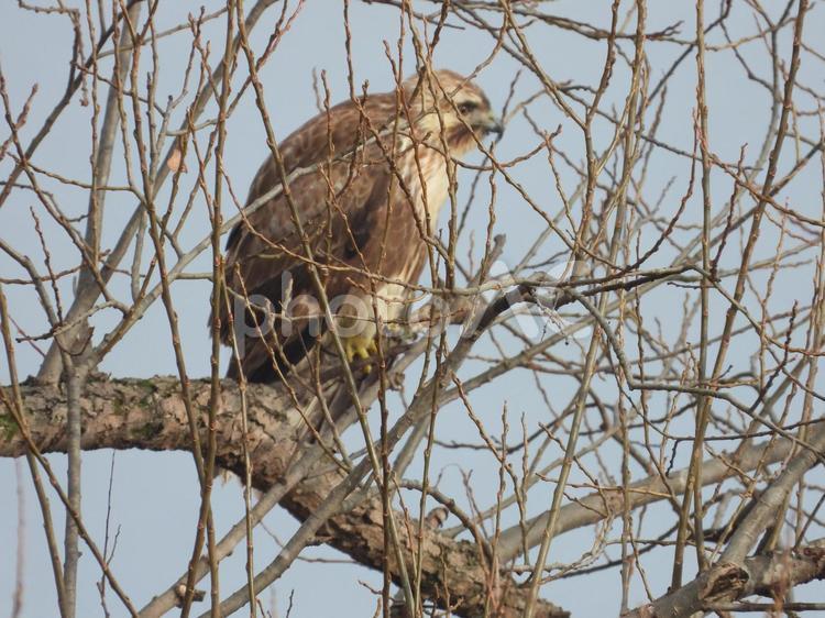 近所の小川で撮ったノスリ 小鳥,バードウォッチング,野鳥の写真素材
