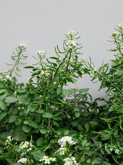 クレソンの花 クレソンの花 クレソン,オランダガラシ,阿蘭陀芥子の写真素材