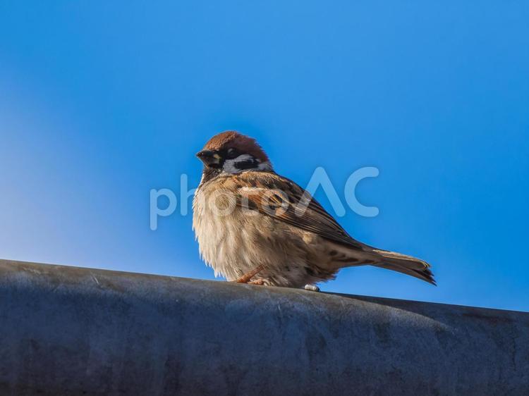 枝にとまるスズメ スズメ,雀,鳥の写真素材